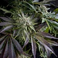Blue Pyramid Fem -Pyramid Seeds (X5+2/X3+1/X1) - Miniatura 1