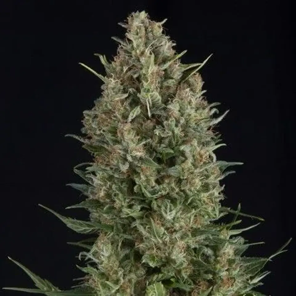 Wembley Fem -Pyramid Seeds (X5+2/X3+1/X1) 1