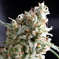 Kukulkán  Fem (X5+2/X3+1)-Pyramid Seeds - Miniatura 1