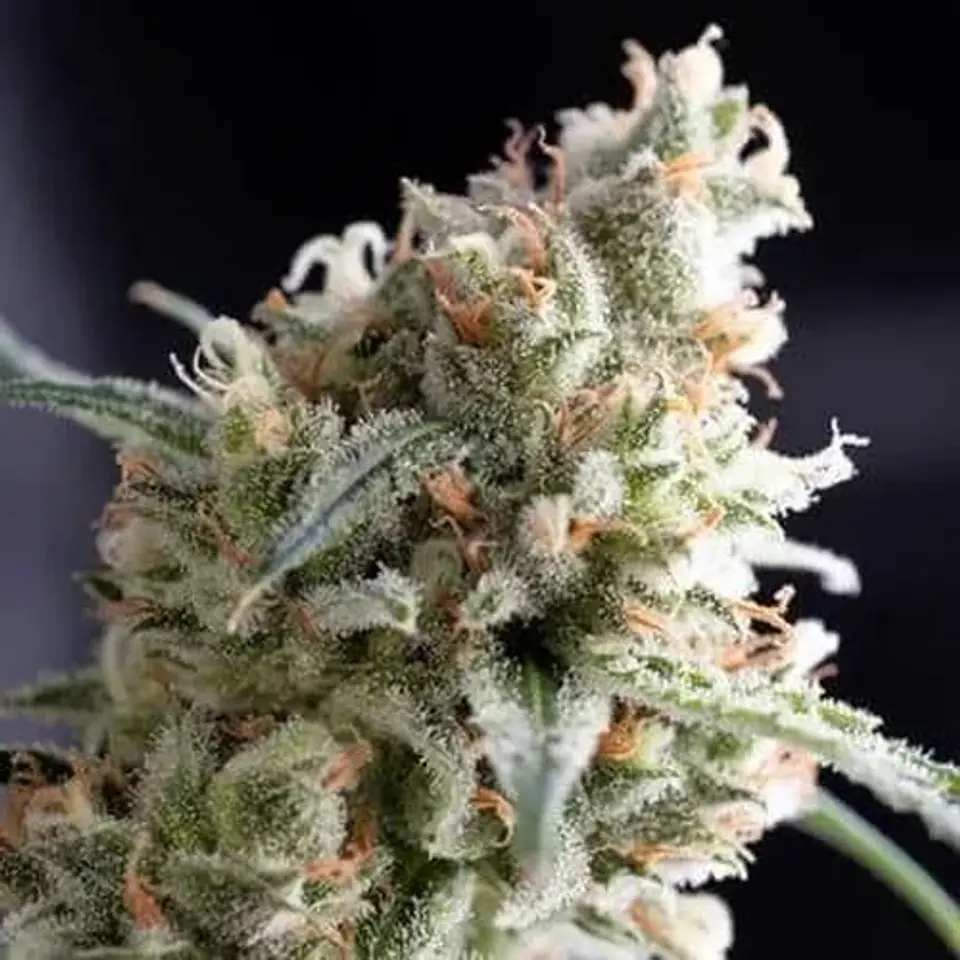 Kukulkán  Fem (X5+2/X3+1)-Pyramid Seeds 2