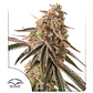 Frozen Biscotti Fem X3+1 -Dutch Passion - Miniatura 2