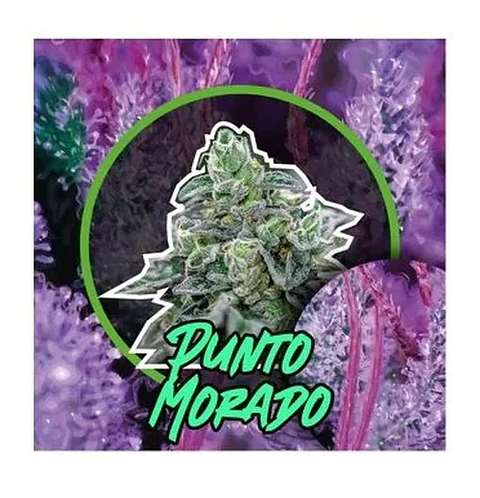 Punto Morado Fem -Delirium Seeds (X100/X4/X2/X1)