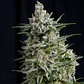 Anesthesia Fem -Pyramid Seeds (X5+2/X3/X3+1/X1) - Miniatura 1