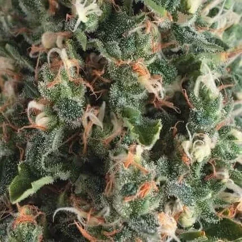 Super Og Kush Auto -Pyramid Seeds (X50/X5+2/X3+1)