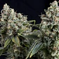 Tutankhamon Auto -Pyramid Seeds (X50/X5+2/X3+1/X1) - Miniatura 2
