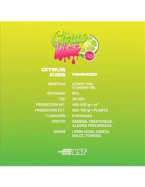 Citrus Kiss - Bsf (X12/X4/X2)