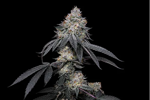 Brrbery X Fruity Pebbles Og (X3+1/X25) -Secret File