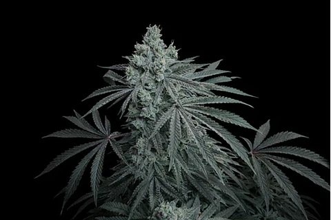 Cherry Zoda X Fruity Pebbles Og (X3+1/X25)-Secret File