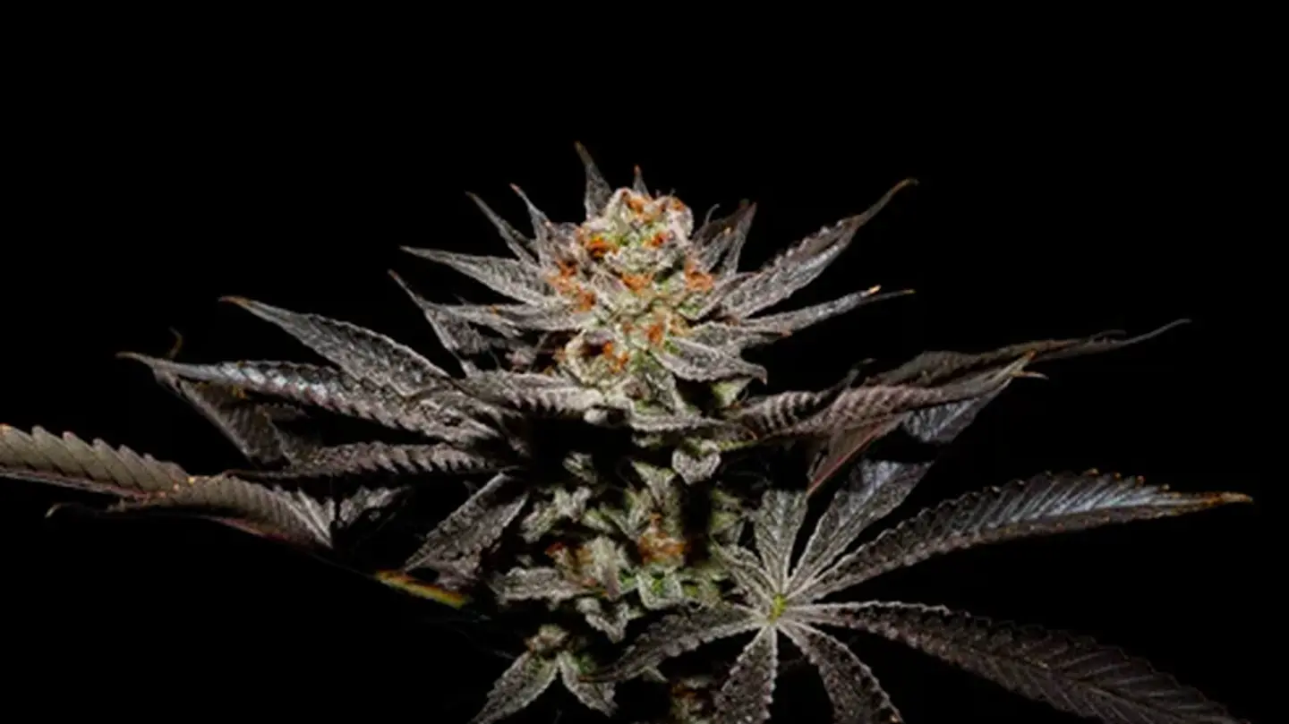 Fuji X Fruity Pebbles Og (X3+1/X25) -Secret File 1