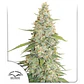 Meringue Fem -Dutch Passion X3+1 - Miniatura 2
