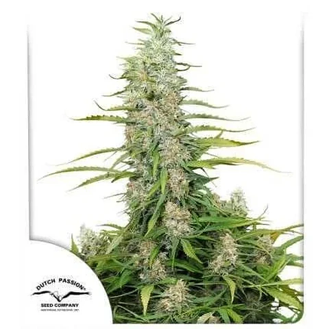C-Vibez Fem -Dutch Passion X3+1