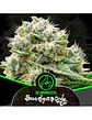 Bear Sugar Candy Fem -Delirium Seeds (X100/X4/X2/X1) - Miniatura 1