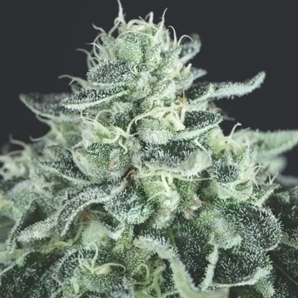 GELATO FEM -PYRAMID SEEDS (X3+1/X5+2) 1