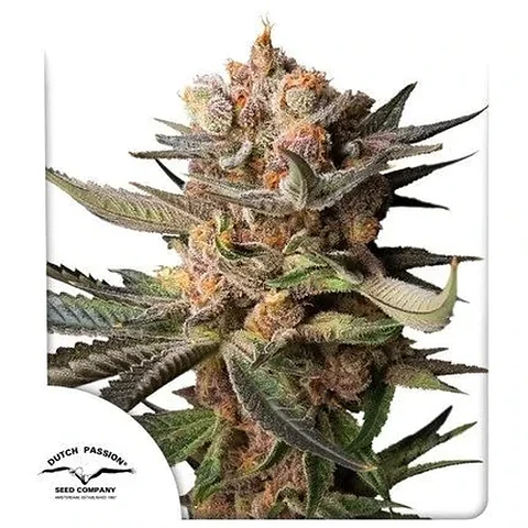 Frozen Biscotti Auto -Dutch Passion X3