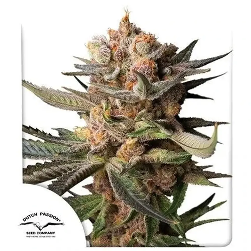 Frozen Biscotti Auto -Dutch Passion X3 1