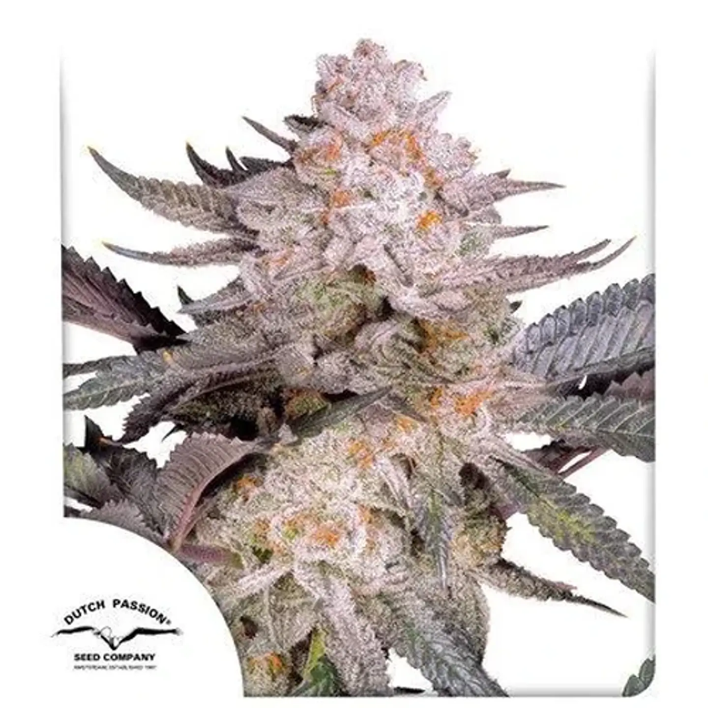 Orange Bud Fem 2.0 -Dutch Passion X3 1