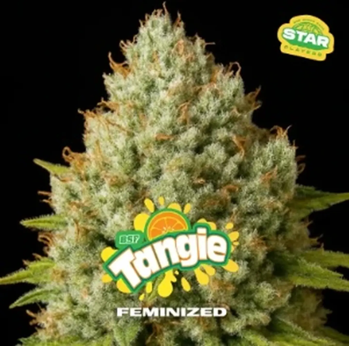 TANGIE FEM - BSF (x4/X7) 1