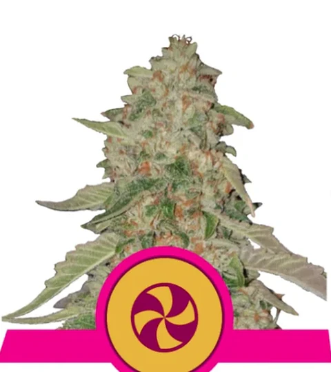 SWEET ZZ USA PREMIUM FEM (X1/X3) - ROYAL QUEEN SEEDS