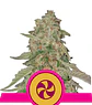 SWEET ZZ USA PREMIUM FEM (X1/X3) - ROYAL QUEEN SEEDS - Miniatura 1