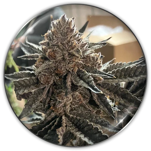 Semilla Feminizada Chocogas X3 - Medical Seeds