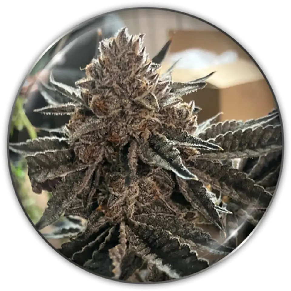 Semilla Feminizada Chocogas X3 - Medical Seeds 1