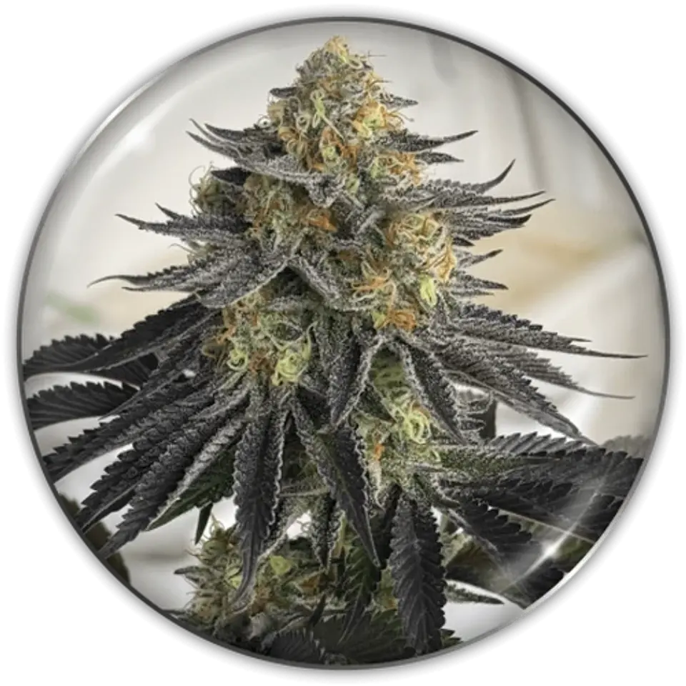 Semilla CBD Auto Sanativa X3 - Medical Seeds 1