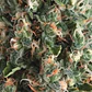 Super Og Kush Auto -Pyramid Seeds (X50/X5+2/X3+1) - Miniatura 3