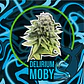 Delirium Moby Fast Version -Delirium Seeds (X100/X7/X4/X1) - Miniatura 6
