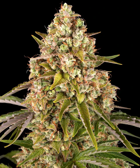 Semillas Critical Kush Auto x3 - Barney's Farm
