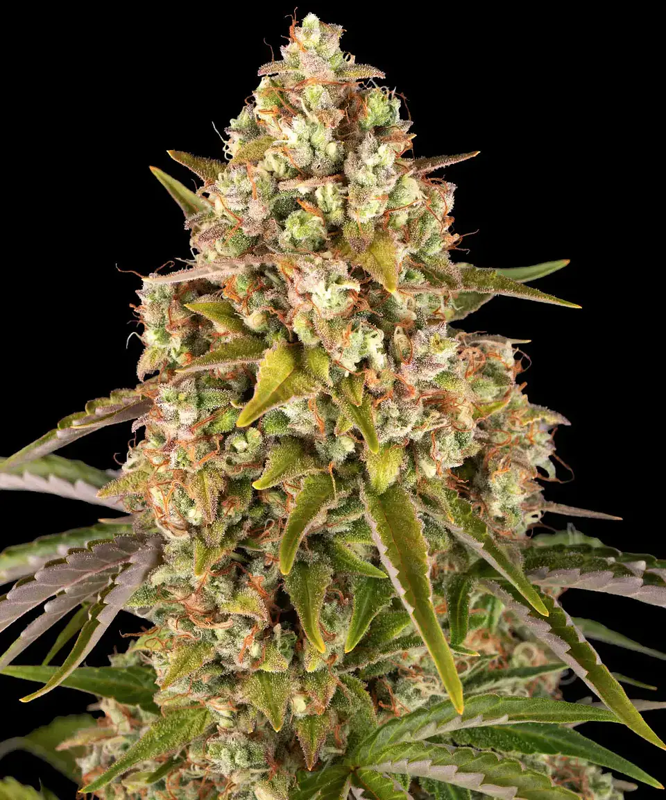 Semillas Critical Kush Auto x3 - Barney's Farm 1