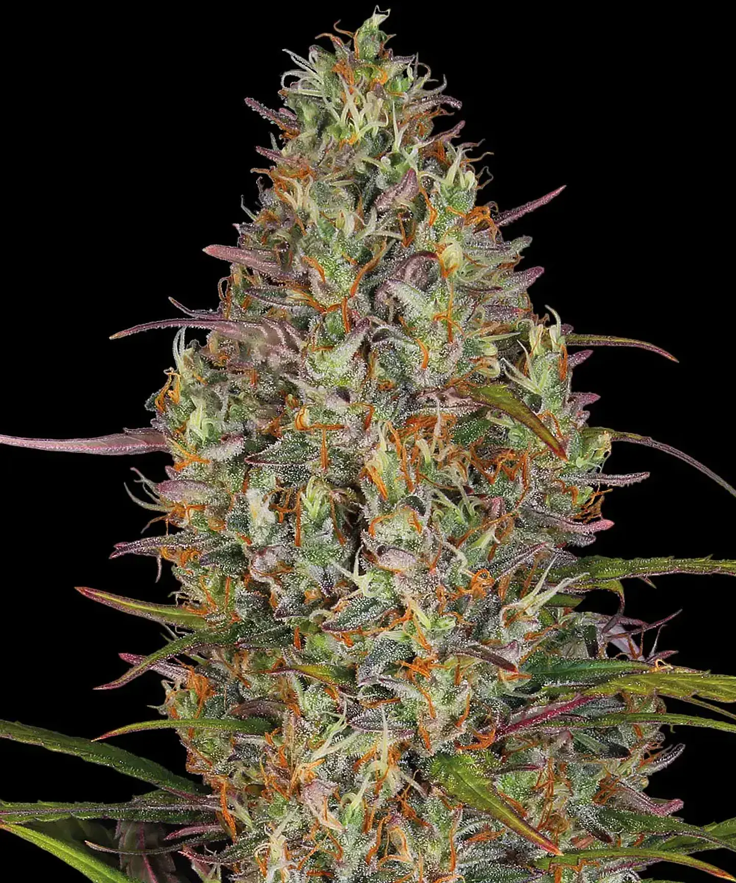 Semillas Glue Gelato Auto x3 - Barney's Farm 1