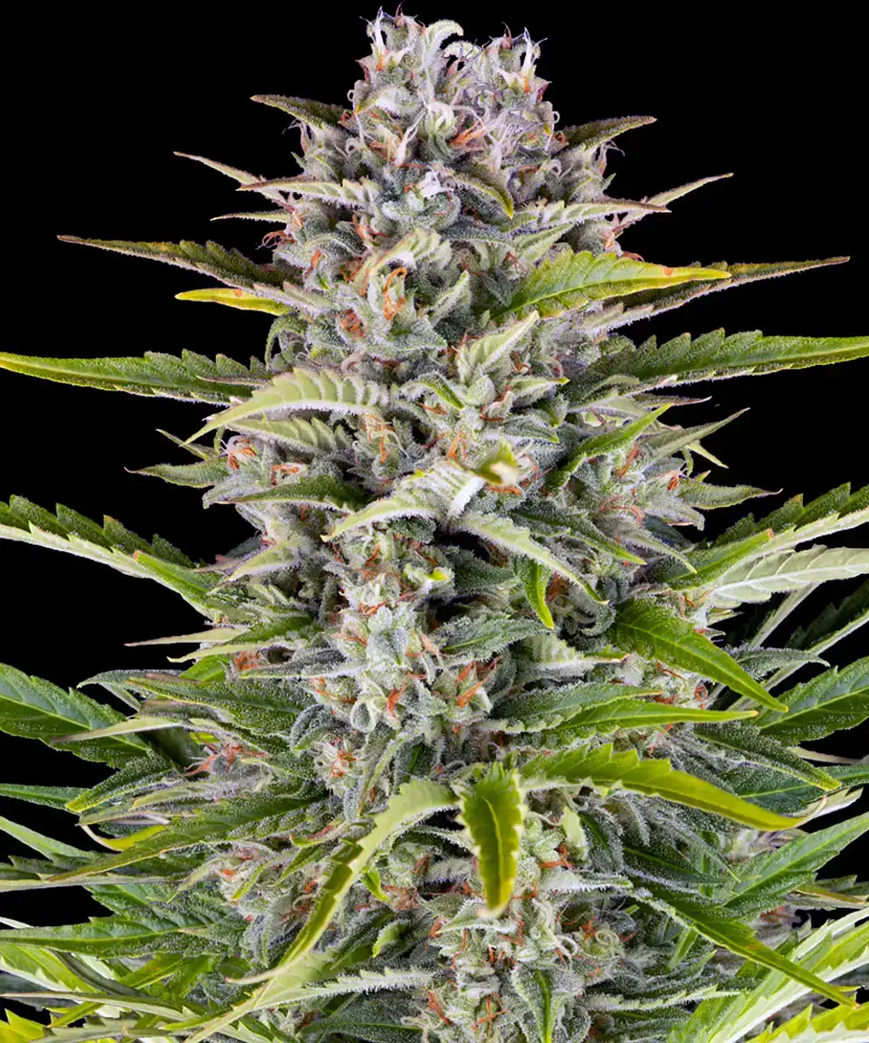 Semillas Gorilla Zkittlez Auto x3 - Barney's Farm 1