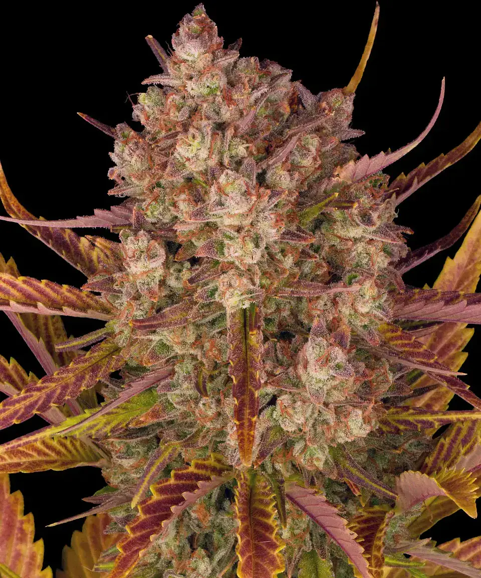 Semillas Dos Si Dos Auto x3 - Barney's Farm 1