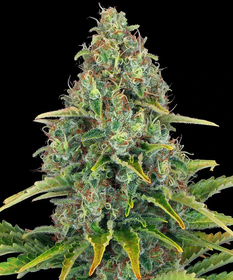 Semillas Blue Cheese Auto x1 - Barney's Farm