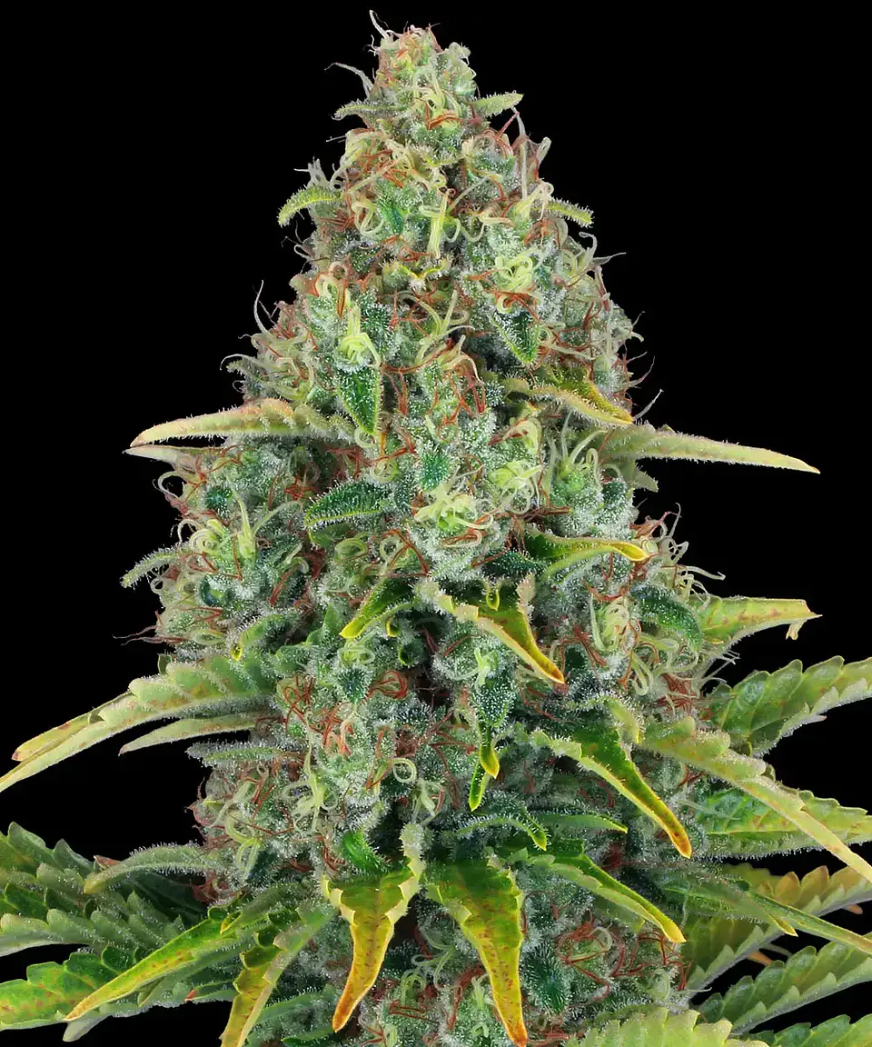 Semillas Blue Cheese Auto x1 - Barney's Farm 1