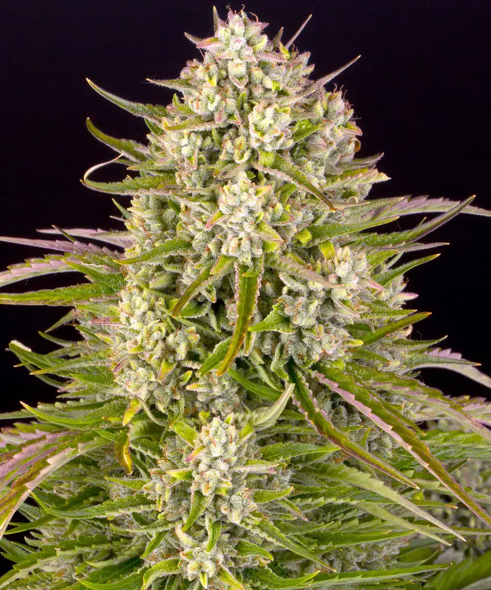 Semillas Wedding Cake Auto - Barney's Farm 1