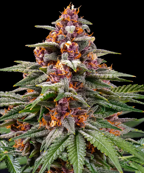 Semillas Runtz Auto x3 - Barney's Farm