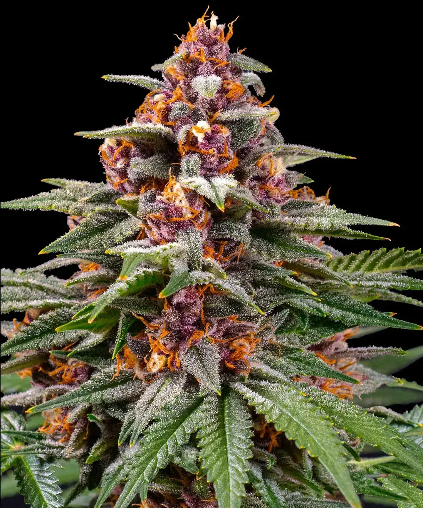 Semillas Runtz Auto x3 - Barney's Farm 1