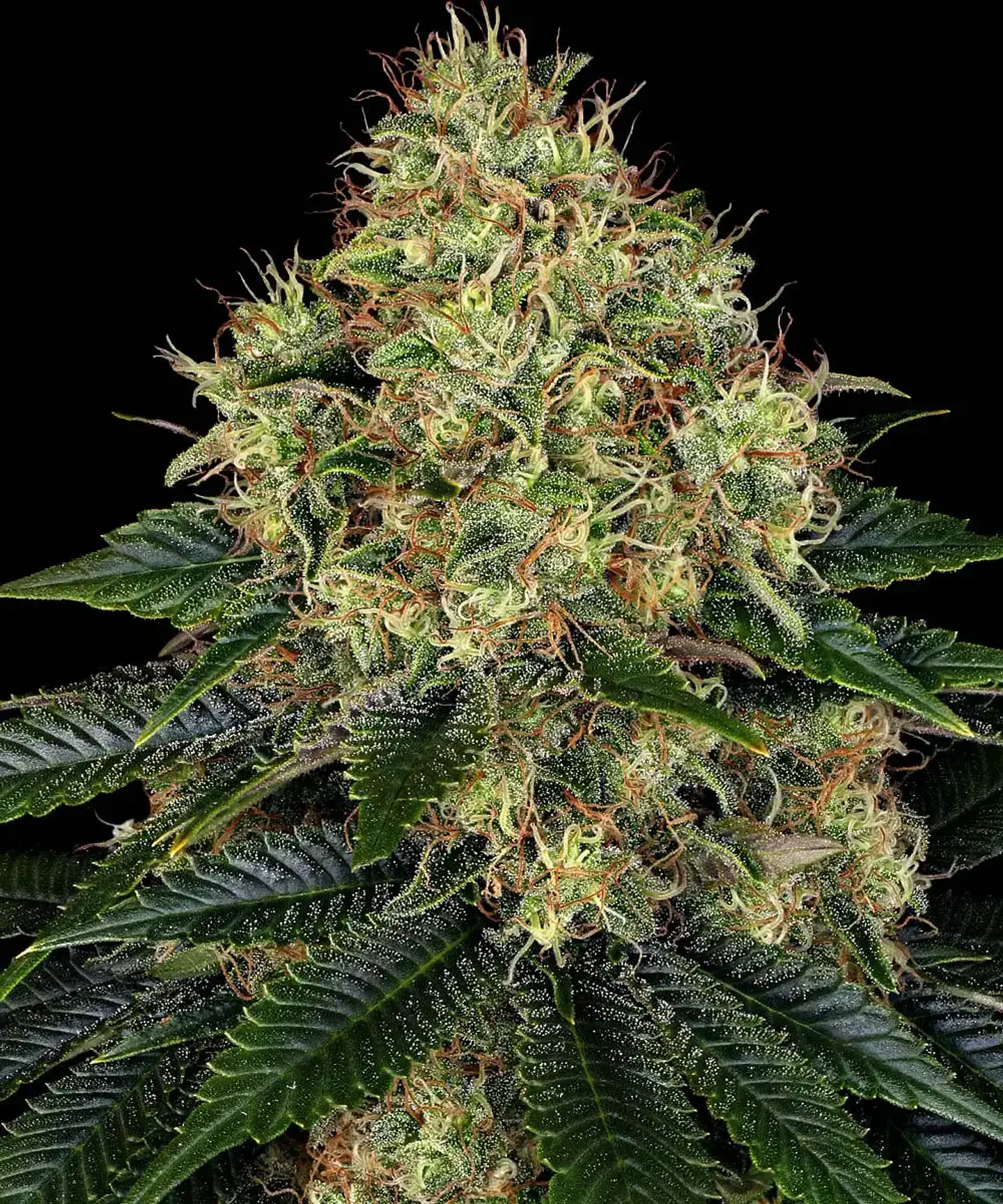 Semillas Skywalker OG Auto x3 - Barney's Farm 1