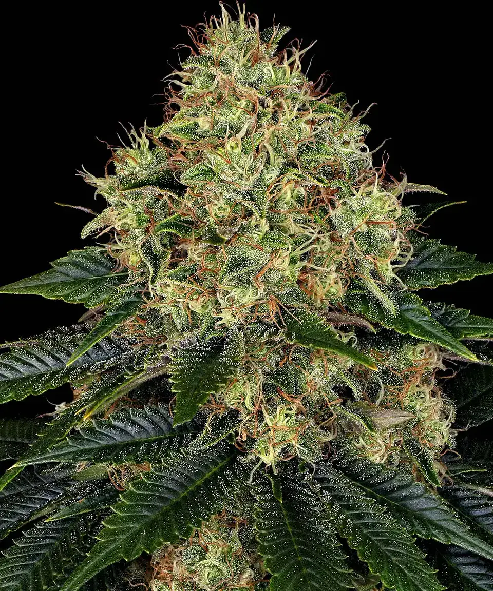 Semillas Skywalker OG Auto x3 - Barney's Farm 1