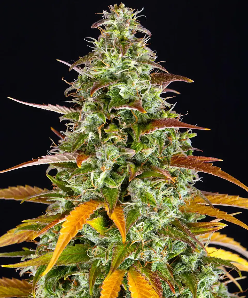 Semillas Watermelon Zkittlez Auto x3 - Barney's Farm 1