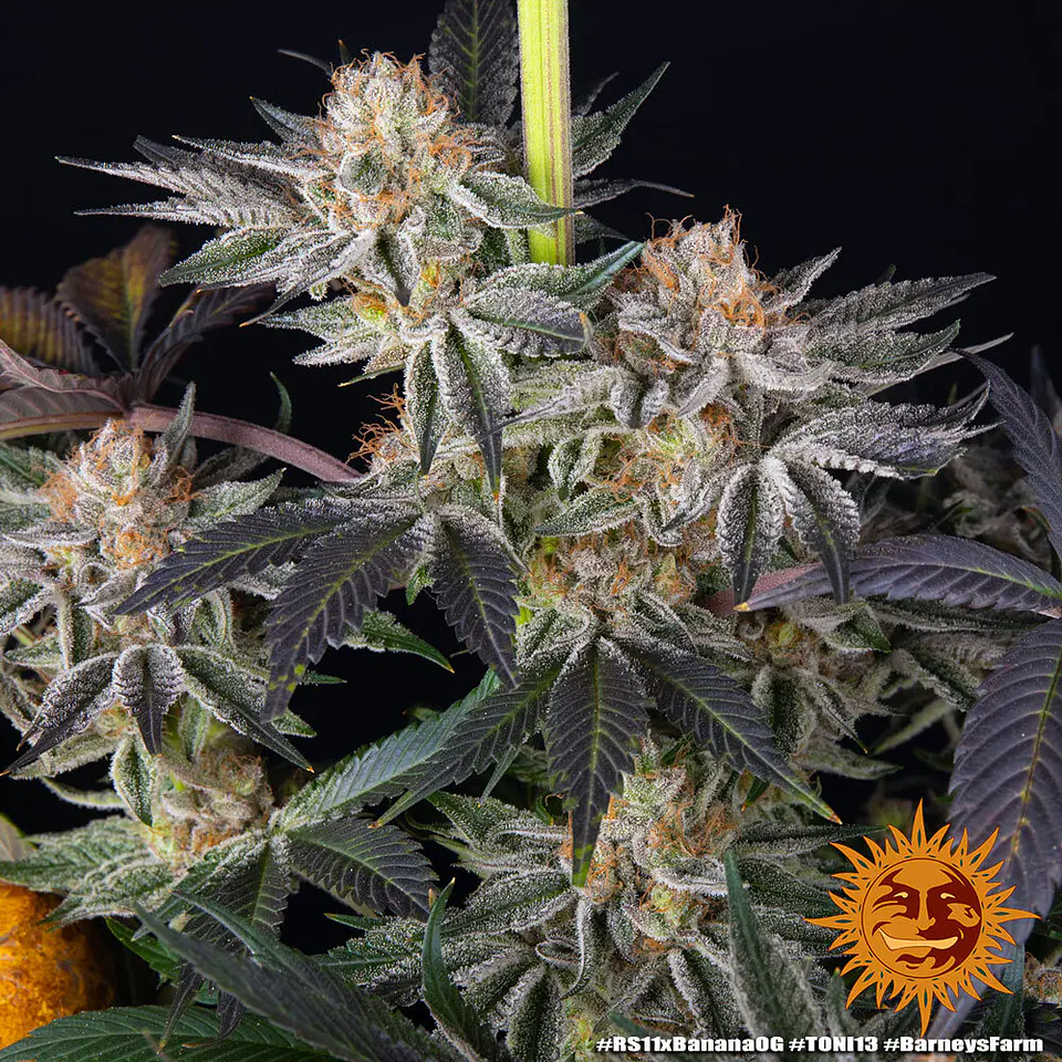 Semillas RS11 x Banana OG fem x3 - Barney's Farm 1
