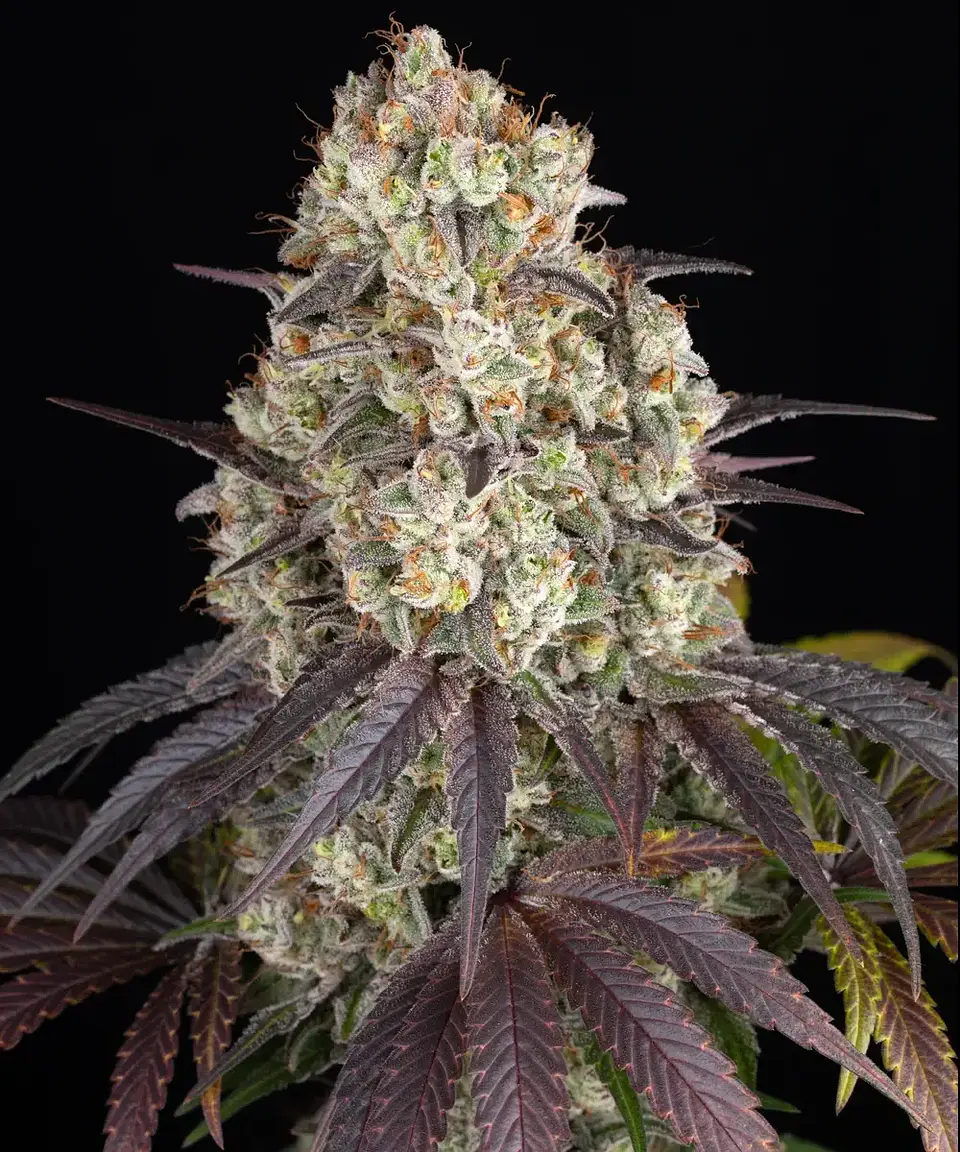 Semillas Gary Payton fem x3 - Barney's Farm 1