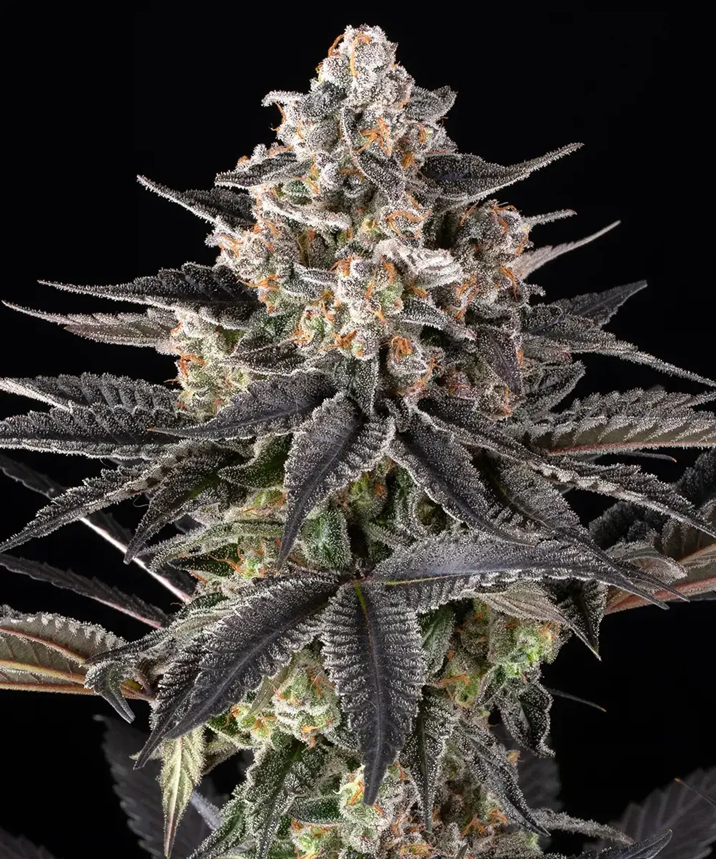 Semillas Zoap fem x3 - Barney's Farm 1