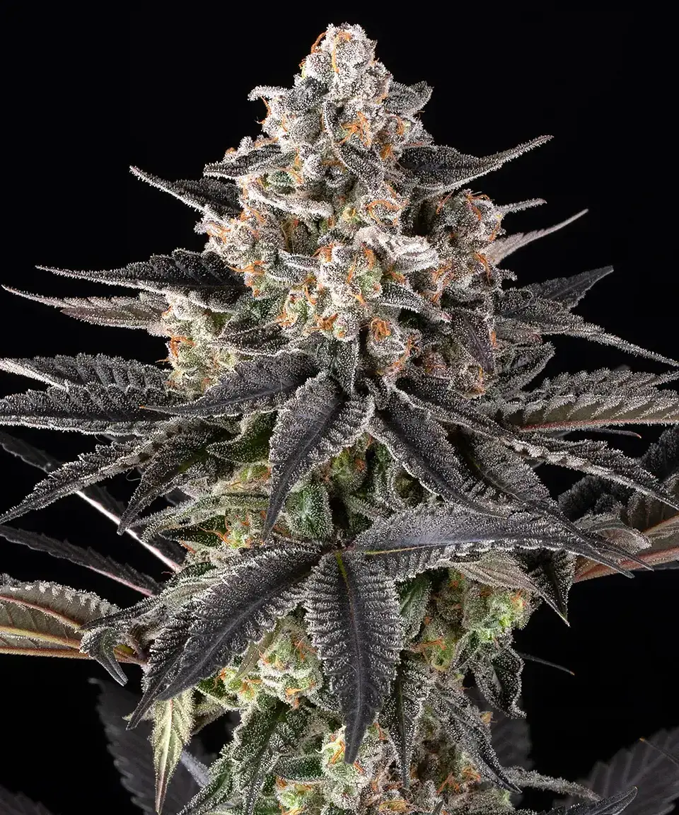 Semillas Zoap fem x3 - Barney's Farm 1