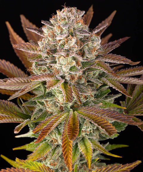 Semillas Jealousy fem x3 - Barney's Farm