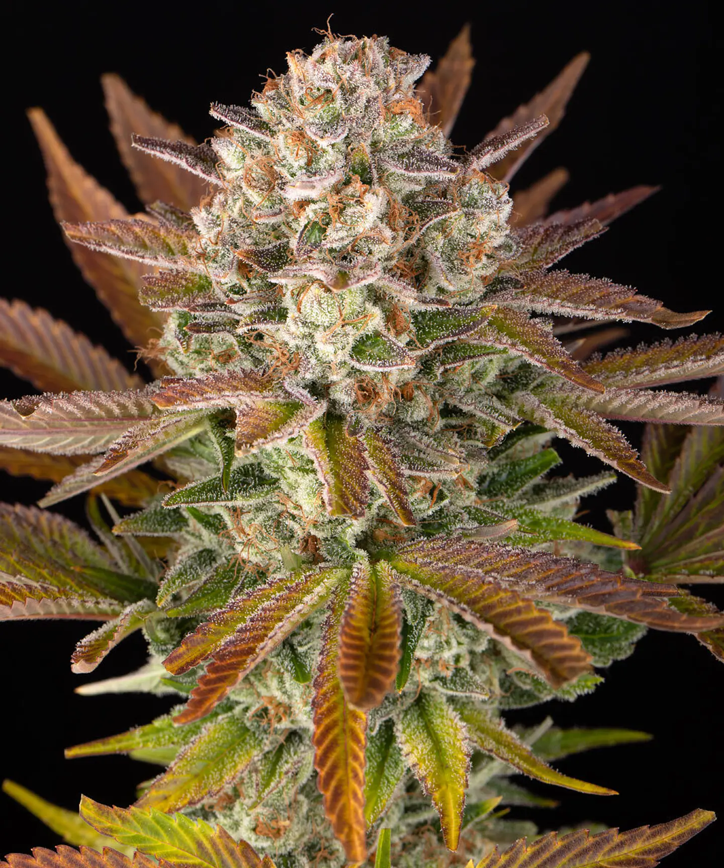 Semillas Jealousy fem x3 - Barney's Farm 1
