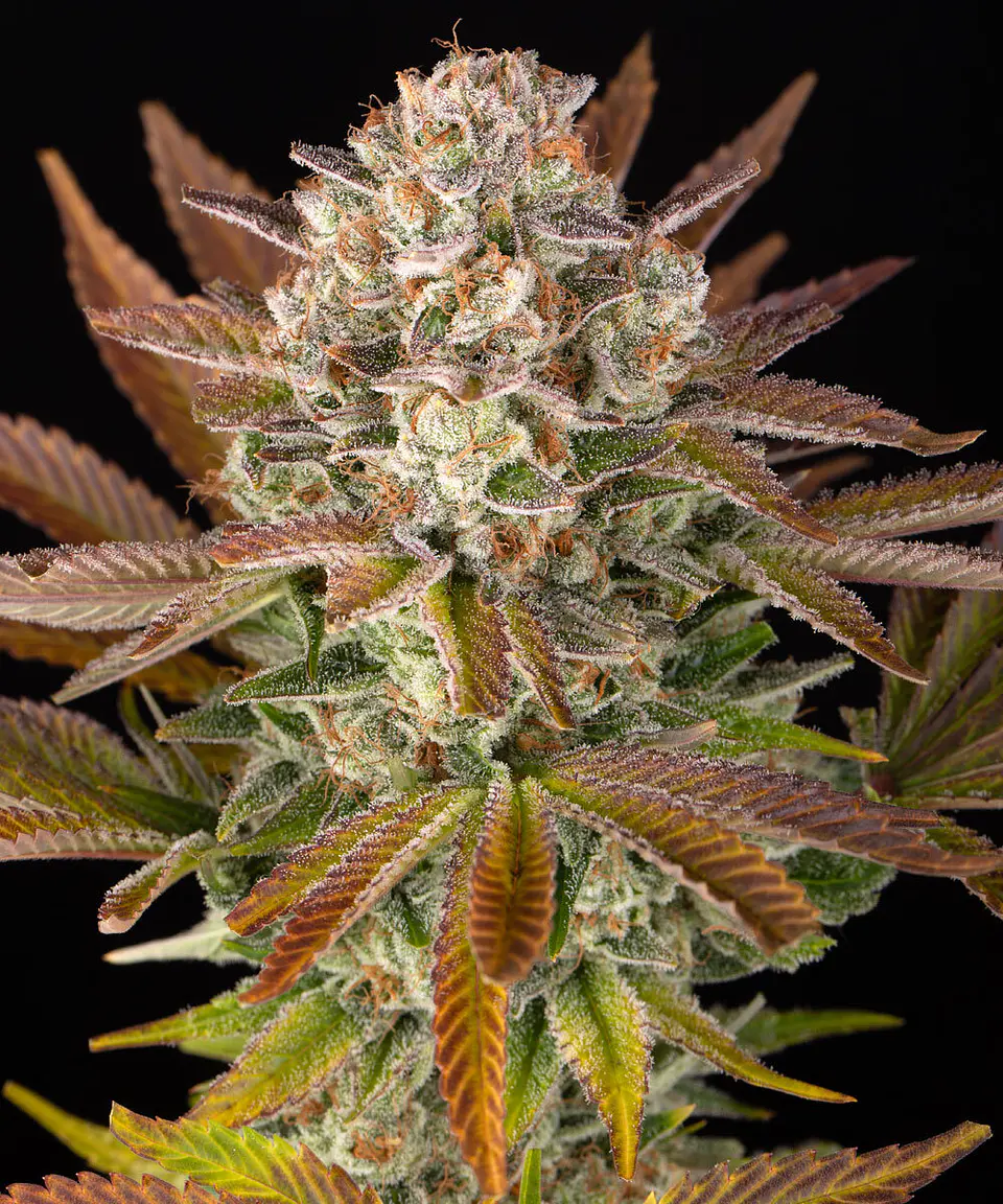 Semillas Jealousy fem x3 - Barney's Farm 1