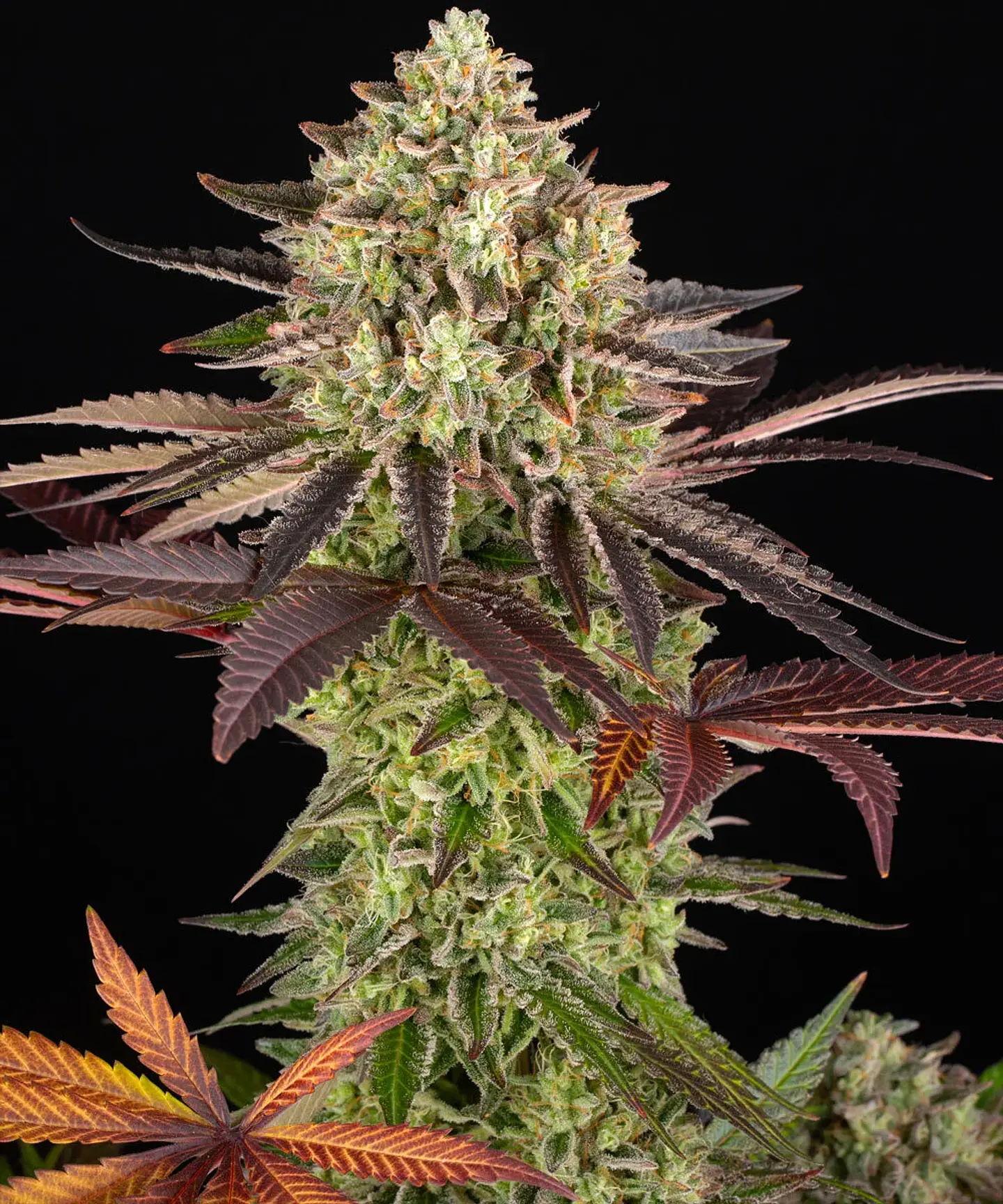 Semillas Apple Fritter fem x3 - Barney's Farm 1