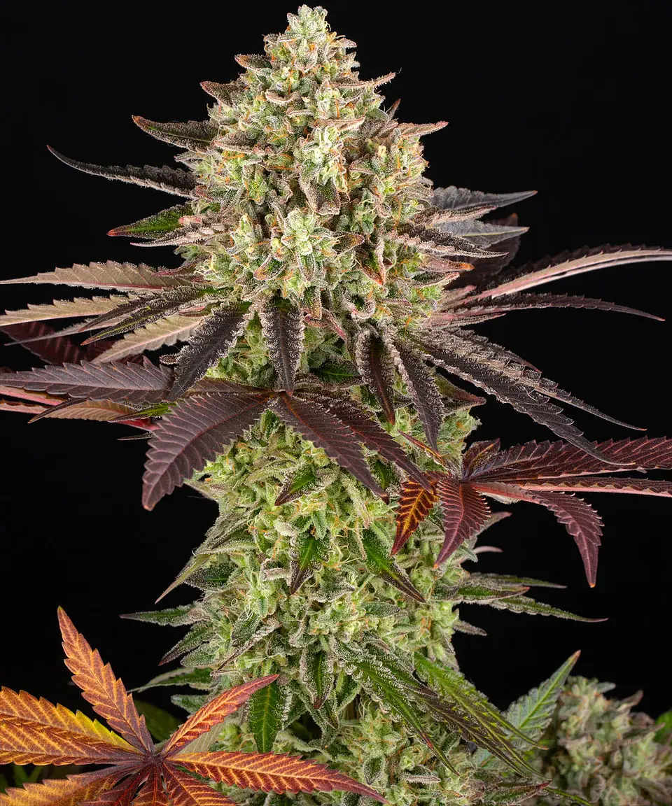 Semillas Apple Fritter fem x3 - Barney's Farm 1